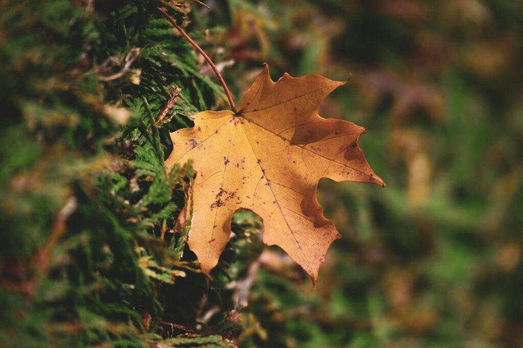 Karawaning i grzybobranie – jak połączyć dwie jesienne pasje?